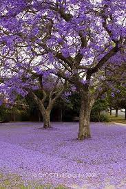Jacaranda Tree Jacaranda Tree Beautiful Tree Beautiful Gardens