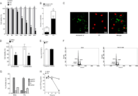 Loop out to fire panel. Inhibition Of Autophagy Rescues Palmitic Acid Induced Necroptosis Of Endothelial Cells Journal Of Biological Chemistry