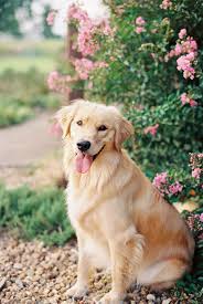 Film Photography Golden Retriever In 2020 Film Photography Golden Retriever Photography