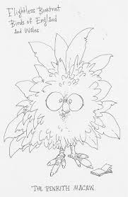 Flightless Booktrust Birds Of England And Wales The Penrith Macaw Artwork Illustrators Illustration