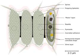 Image result for Carex chlorosaccus