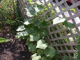 Maybe you would like to learn more about one of these? Lattice For Growing Vegetables
