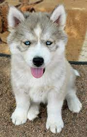 7 Dog Breeds That Won T Stink Up Your House Pethelpful