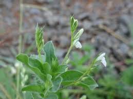 Image result for Justicia exigua