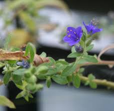 Image result for Hydrolea brevistyla