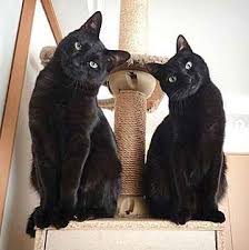 チンアナゴの日 に投稿された猫の写真6選 見事な猫しっぽは 間違いなくチンアナゴだった ねこのきもちweb magazine 2021 黒猫 猫 猫 しっぽ