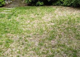 St Augustine Problems Neil Sperry S Gardens Backyard Oasis St Augustine Grass St Augustine Grass Care