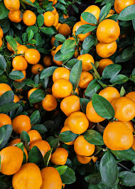 Image result for Citrus reticulata