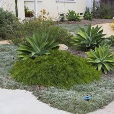 Little River Wattle Acacia Cognate 39 Cousin It 39 Budget Plants Mediterranean Garden Plants Landscaping Supplies
