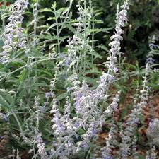 Image result for Perovskia atriplicifolia lacey blue photo