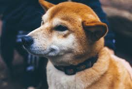 Stay up to date with the shiba inu (shib) price prediction on the basis of hitorical data. Ponqkkwukbp4fm