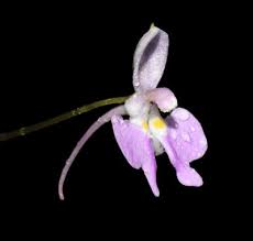 Image result for Impatiens hochstetteri