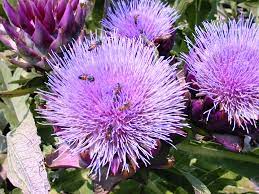 Purple flowering plants in texas. Edible Plants Give Gardeners Something To Chew On Agrilife Today