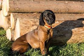 Hier erfahren sie alles über die bayerischen gebirgsschweißhunde, unsere zucht, den jagdeinsatz und die aktuellen würfe. Bayerischer Gebirgsschweisshund Herz Fuer Tiere De