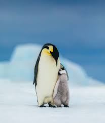 Antarctic peninsula — even by antarctic standards, elephant island is hard to reach, which is why few people have ever set foot there. Pin On All You Need Is Love