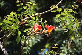 Image result for Fernandoa magnifica