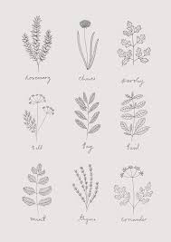 30 Ways To Draw Plants Leaves Herbs Illustration Plant Sketches Botanical Illustration Black And White