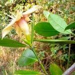 Image result for Strophanthus gardeniiflorus