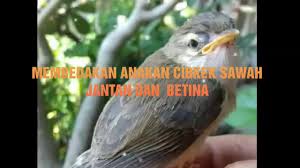 Download lagu suara burung cici padi mp4 dapat kamu download secara gratis di downloadlagu321.site. Membedakan Ciblek Sawah Jantan Dan Betina Anakan Youtube