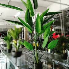 Check spelling or type a new query. Artificial Sky Bird Plant Furniture Home Living Home Decor Artificial Plants Flowers On Carousell