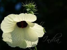 Image result for Hibiscus vitifolius