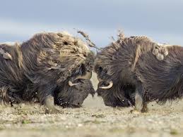 Remember To Look Down My Arctic Awakening On Somerset Island Musk Ox Animals Images Nature Animals