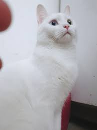 터키쉬 앙고라 생일은 둘다 2020년 7월 14일 실버데이에. í„°í‚¤ì‰¬ì•™ê³ ë¼ ë¬´ë£Œë¶„ì–'í•©ë‹ˆë‹¤ ê³ ì–'ì´ë¬´ë£Œë¶„ì–' ìš°ë¦¬íŽ«