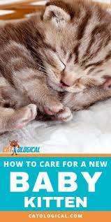 Tips And Tricks On How To Care For A New Baby Kitten In Your House If You Just Got A Cat Or Are About To Bring One I Baby Kittens Kitten