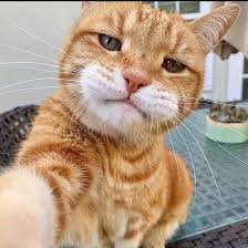 Best Images Cats Street Art Cute Cats Cute Cats And Kittens Kittens Cutest