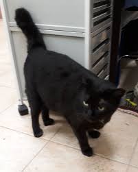 Black And White Names For Cats Have You Seen Samson A Missing Black Cat Lost At Wak Hassan Place In 2020 Black Cat Cat Colors Cats