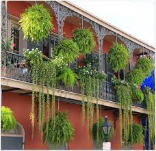 Perennial Fern Combinations Google Search Most Beautiful Gardens Plants Balcony Garden