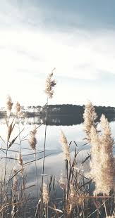 Wallpapers For Iphone The Most Beautiful Nature Aesthetics Backgrounds Nature Aesthetic Nature Wallpaper Beautiful Nature