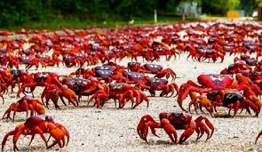 It is forbidden to catch and kill the red crabs. The Red Crabs Of Christmas Island Australia Amazing World Reality Most Beautiful Places In The World To Travel Most Mysterious Events