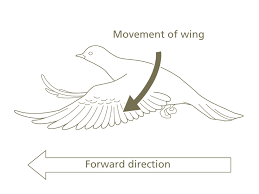How do i draw a parrot? Why Do Birds Fly Unraveling The Mysteries Of Birds Vol 2 Bird Column Canon Bird Branch Project Canon Global