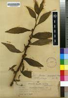 Image result for Struchium