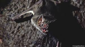 View original vampire bat image Bats 4 Good Reasons To Save Them Environment All Topics From Climate Change To Conservation Dw 16 04 2021
