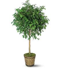 Image result for Ficus variifolia