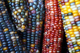 We did not find results for: The Color Of Indian Corn Artist At Large