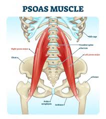 The psoas is the primary hip flexor, assisted by the iliacus. Extremely Tight Hip Flexors Read This Empower Your Wellness