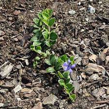 Image result for Malouetia mildbraedii