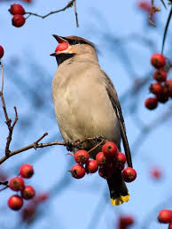 Alic Carpintilari Giderir Yuksek Tansiyonu Dusurur Aritmide Kullanilir Uykusuzlugu Giderir Kalbi Kuvvetlendirir Damar Sertligi Bird Birds Beautiful Birds