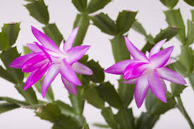 How to care for your christmas cactus so it will bloom all holiday season long. Plant Care Instructions For A Christmas Cactus Ehow Uk Christmas Cactus Christmas Cactus Plant Plant Care