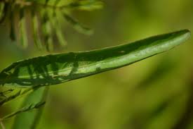 Image result for Aniseia martinicensis