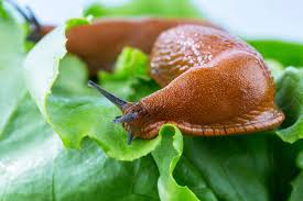 Let's take a closer look at the different types of pond snails and learn whether they are good or bad for your pond. Solvoluta About Slugs