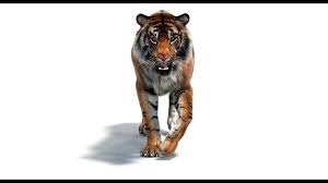 Pin By Promax3d On Big Cats 3d Models 3d Model Big Cats Animals