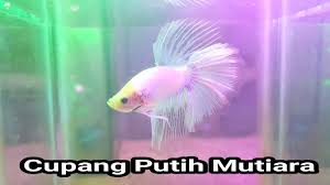 Harga ikan cupang sudah pasti akan jadi pertanyaan pertama bagi orang yang hendak memelihara ikan hias ini. Cupang Bagus Putih Mutiara Youtube