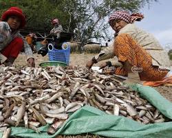 Image of Prahok, a fermented fish paste, being sold at a market