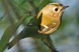 Wintergoldhahnchen Regulus Regulus Www Natur In Nrw De Einheimische Vogel Die Schonsten Vogel Kleine Vogel