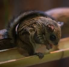 Check spelling or type a new query. Japanese Dwarf Flying Squirrel Wikipedia