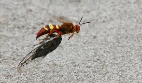 Cicada killers are not aggressive toward humans, and though they are quite large and possibly scary. Pacific Cicada Killer With Cicada Entomology Today